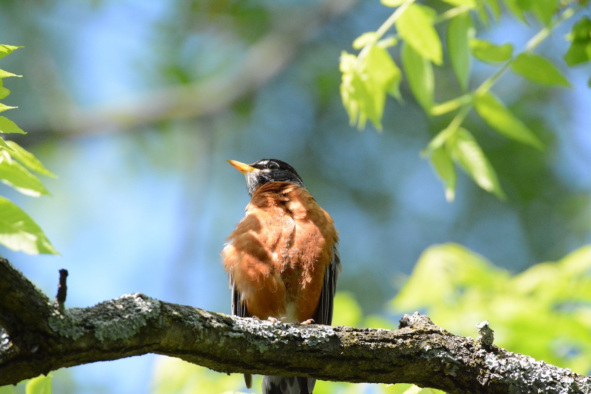 American Robin - Wes Hoyer