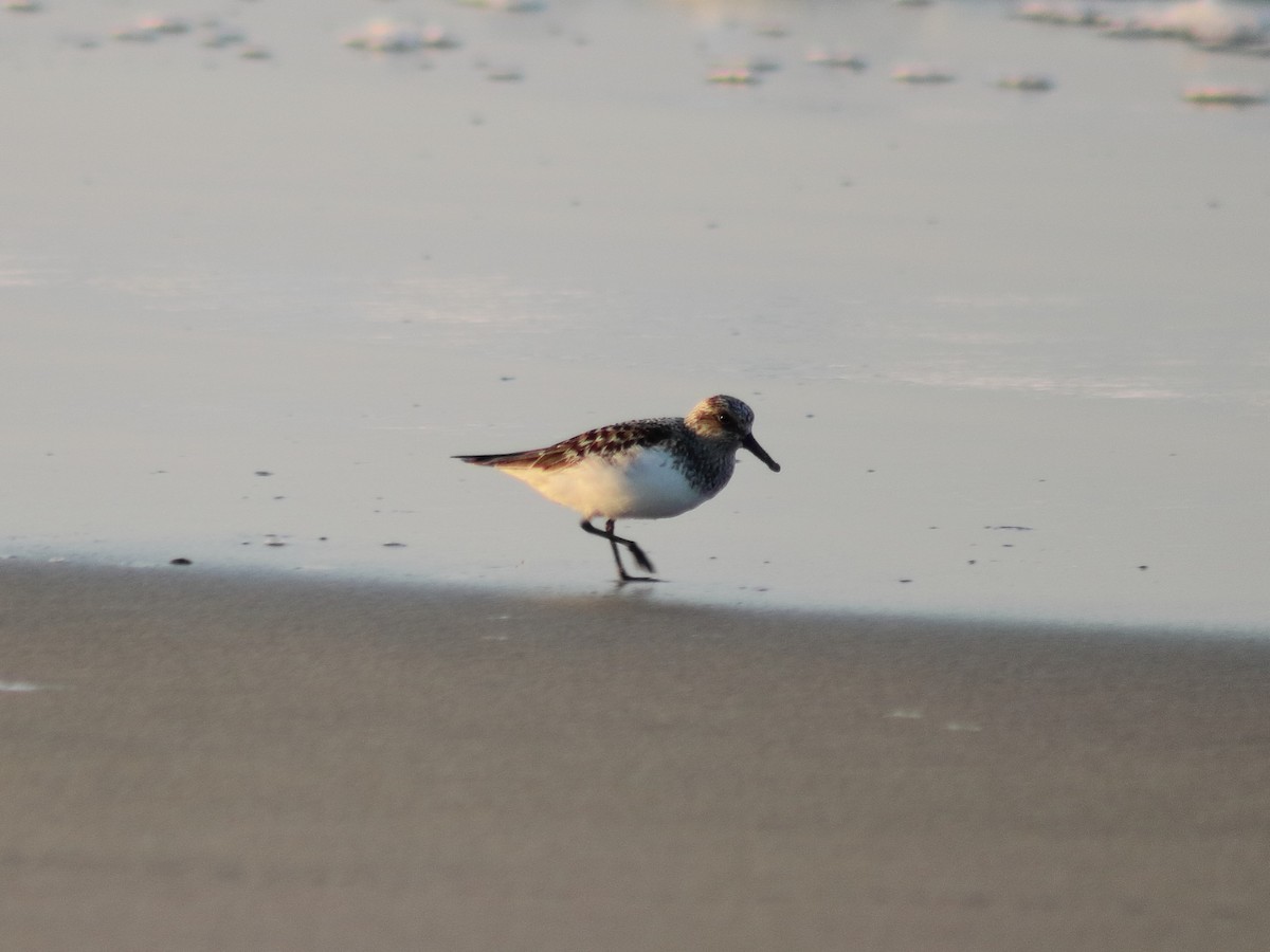 Bécasseau sanderling - ML619545746