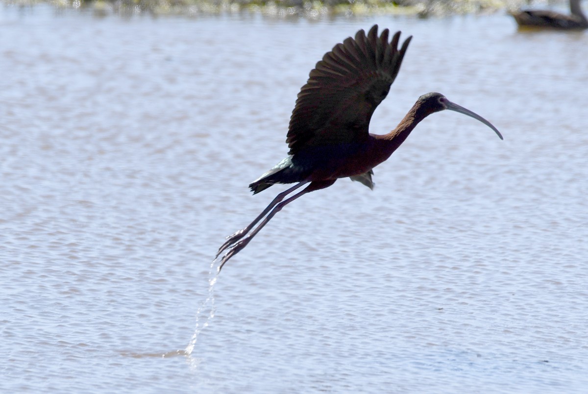 Ibis à face blanche - ML619545750