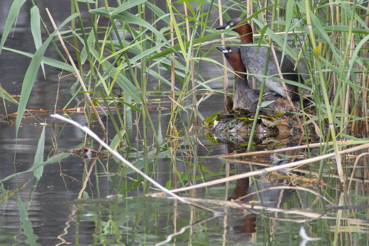 Little Grebe - KAZUKO KAMIMURA