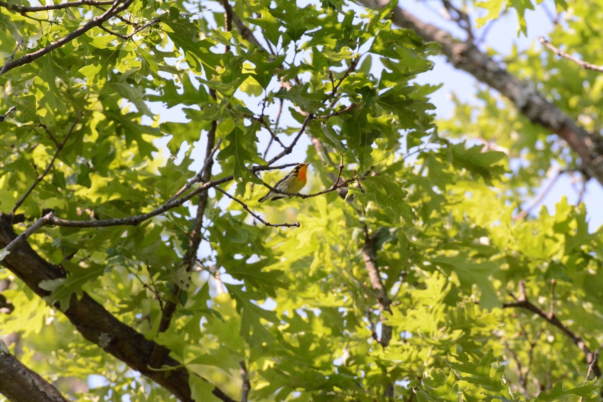 Blackburnian Warbler - Wes Hoyer