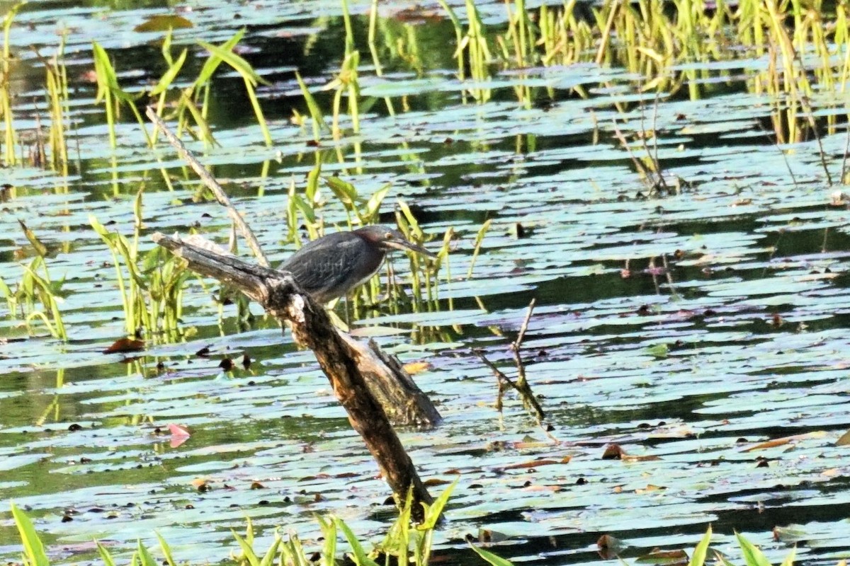 Green Heron - Marcia Dunham