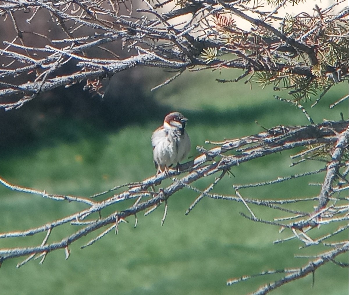 House Sparrow - Kerah Braham