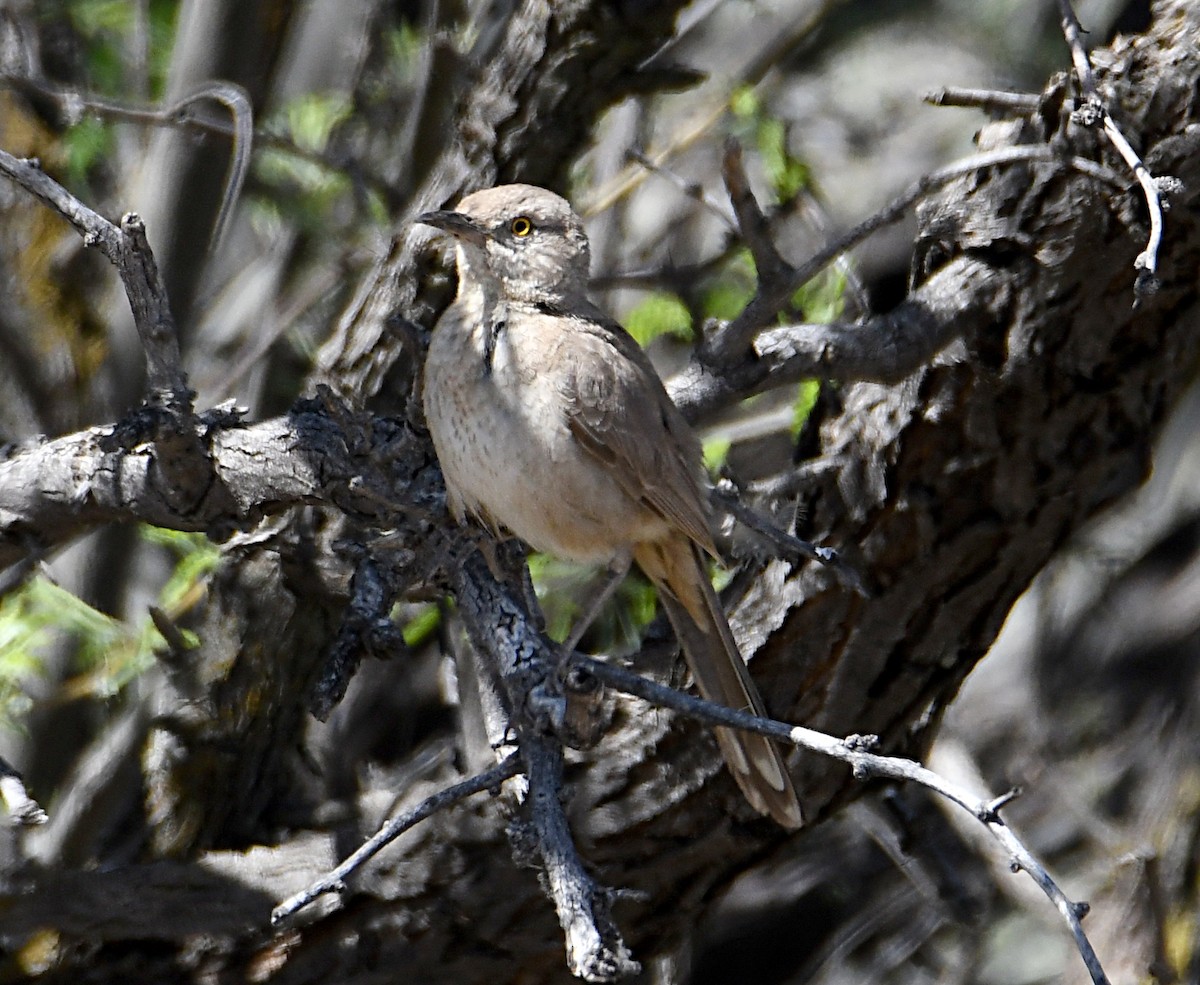 Bendire's Thrasher - ML619545777