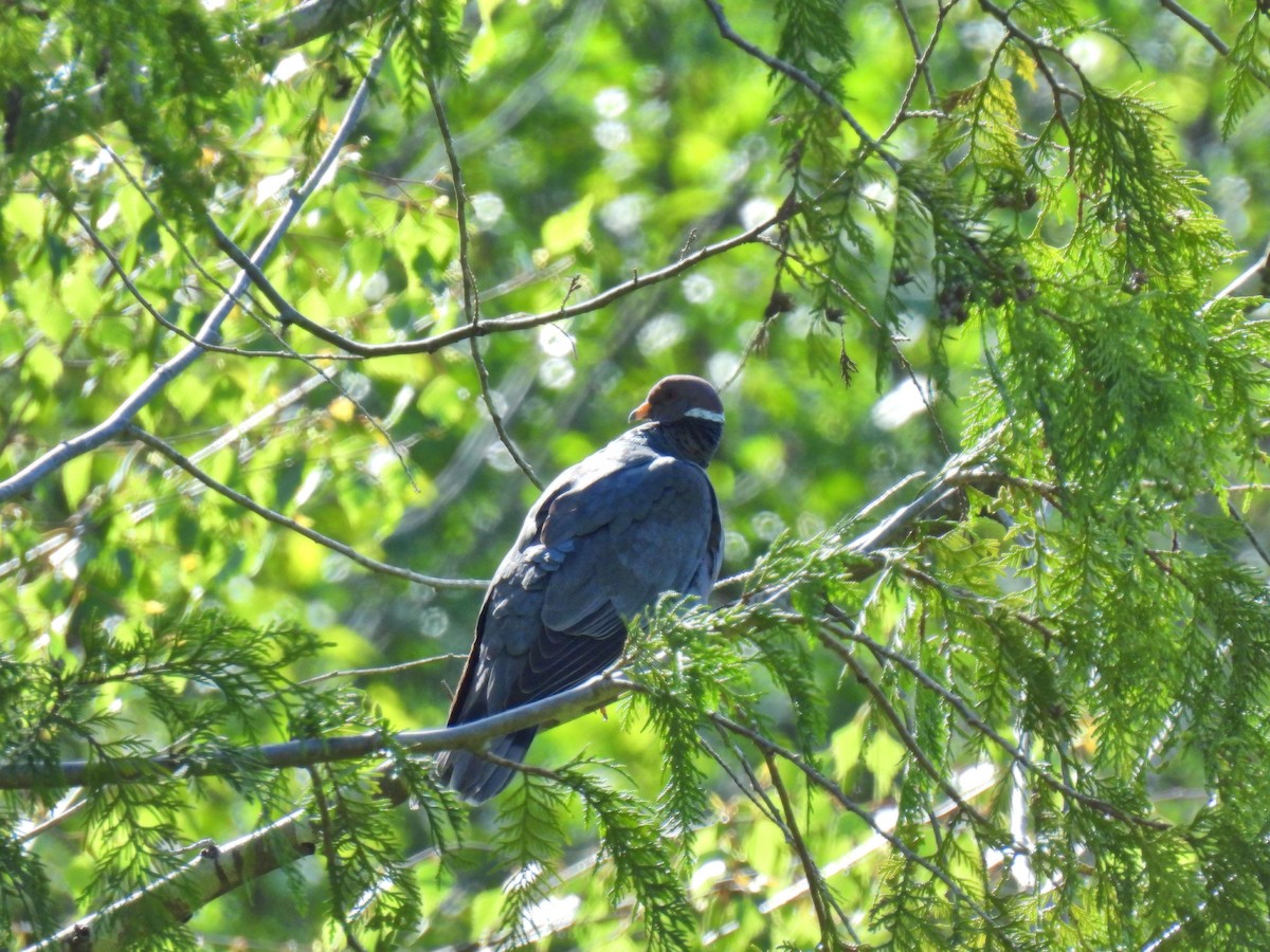 Band-tailed Pigeon - K & K Pritchard