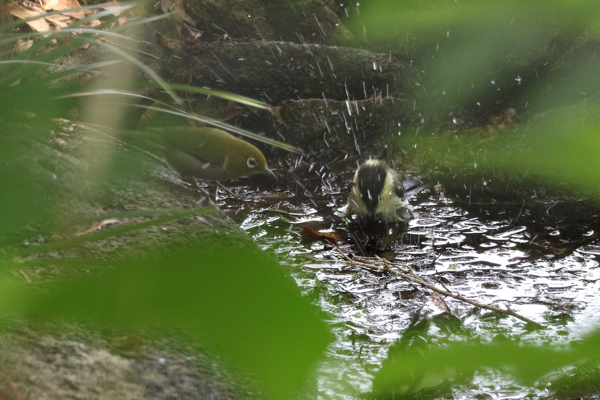 Warbling White-eye - KAZUKO KAMIMURA