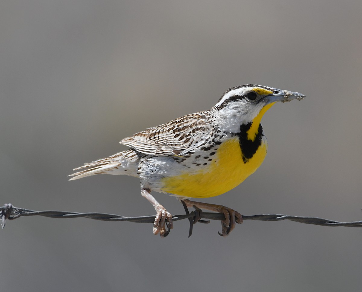 Chihuahuan Meadowlark - Glenn Wyatt