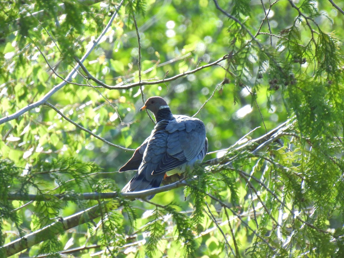 Band-tailed Pigeon - K & K Pritchard