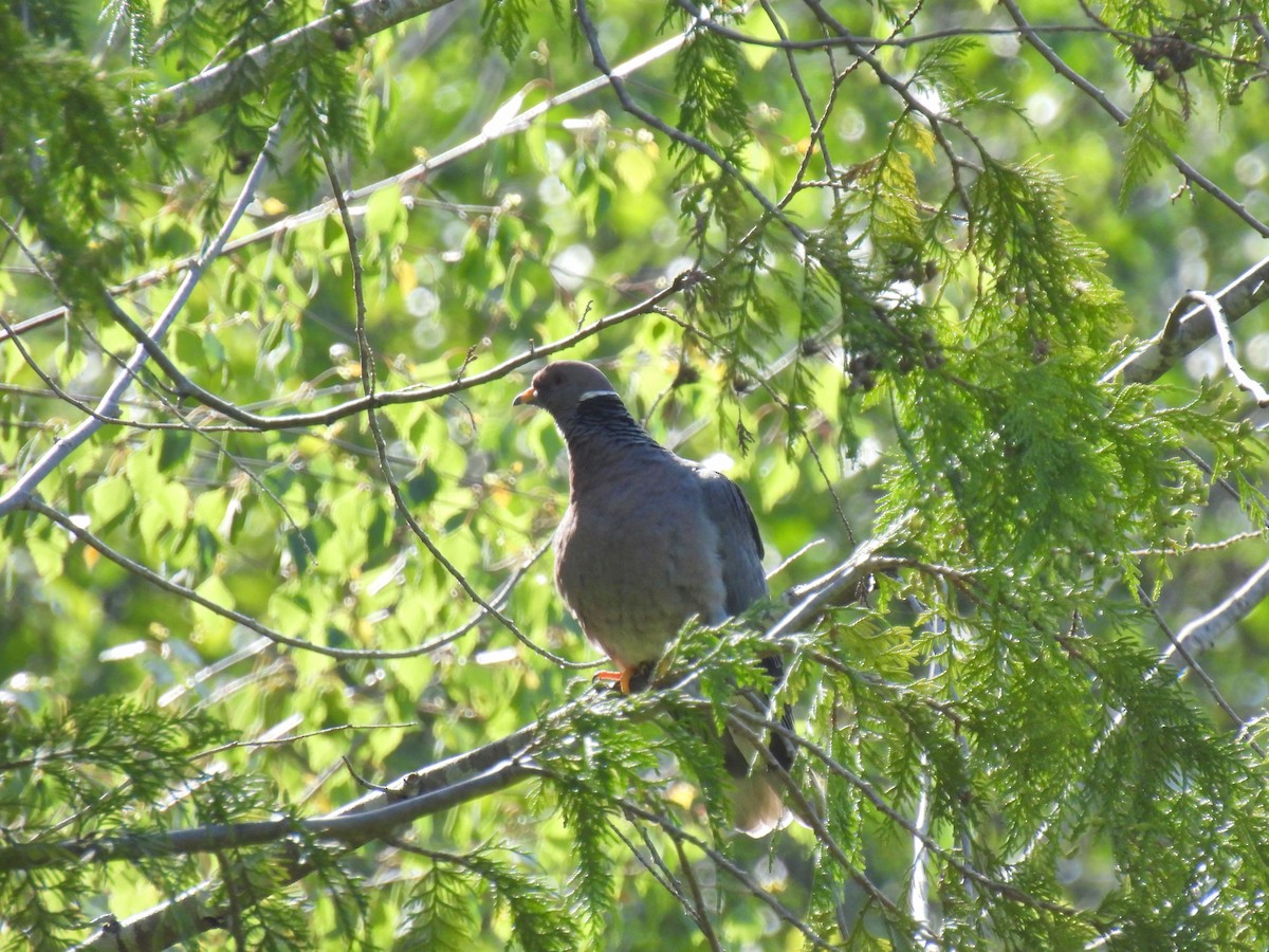 Pigeon à queue barrée - ML619545792