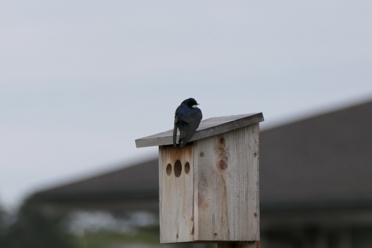 Tree Swallow - Lauren Hatch