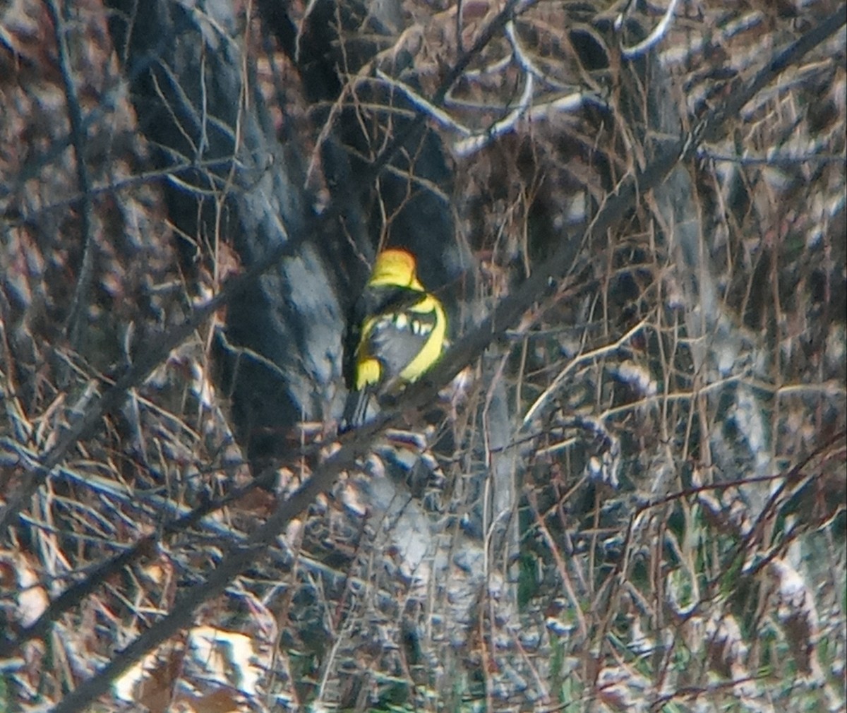 Western Tanager - ML619545797