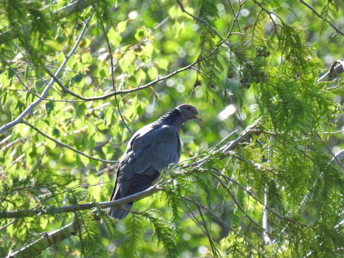 Band-tailed Pigeon - K & K Pritchard