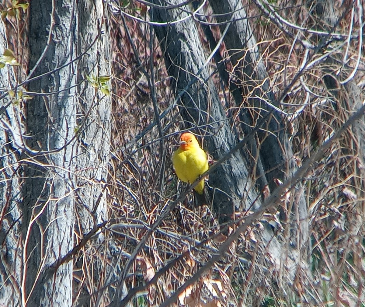 Western Tanager - Kerah Braham