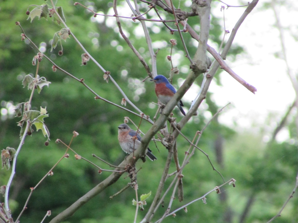 Eastern Bluebird - Aditya Bhaskar