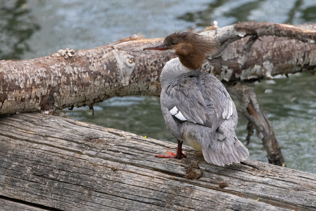 Common Merganser - John Reynolds