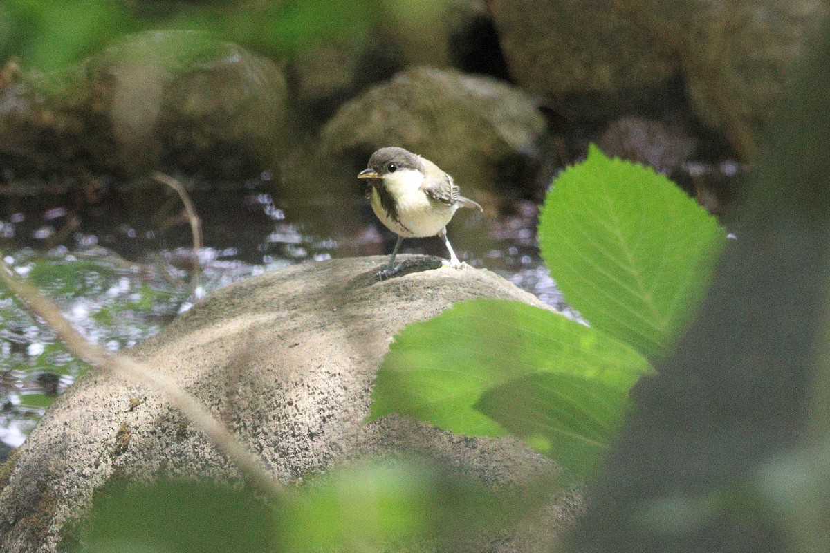 Japanese Tit - KAZUKO KAMIMURA