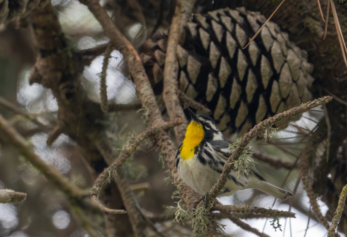 Yellow-throated Warbler - Herb Elliott