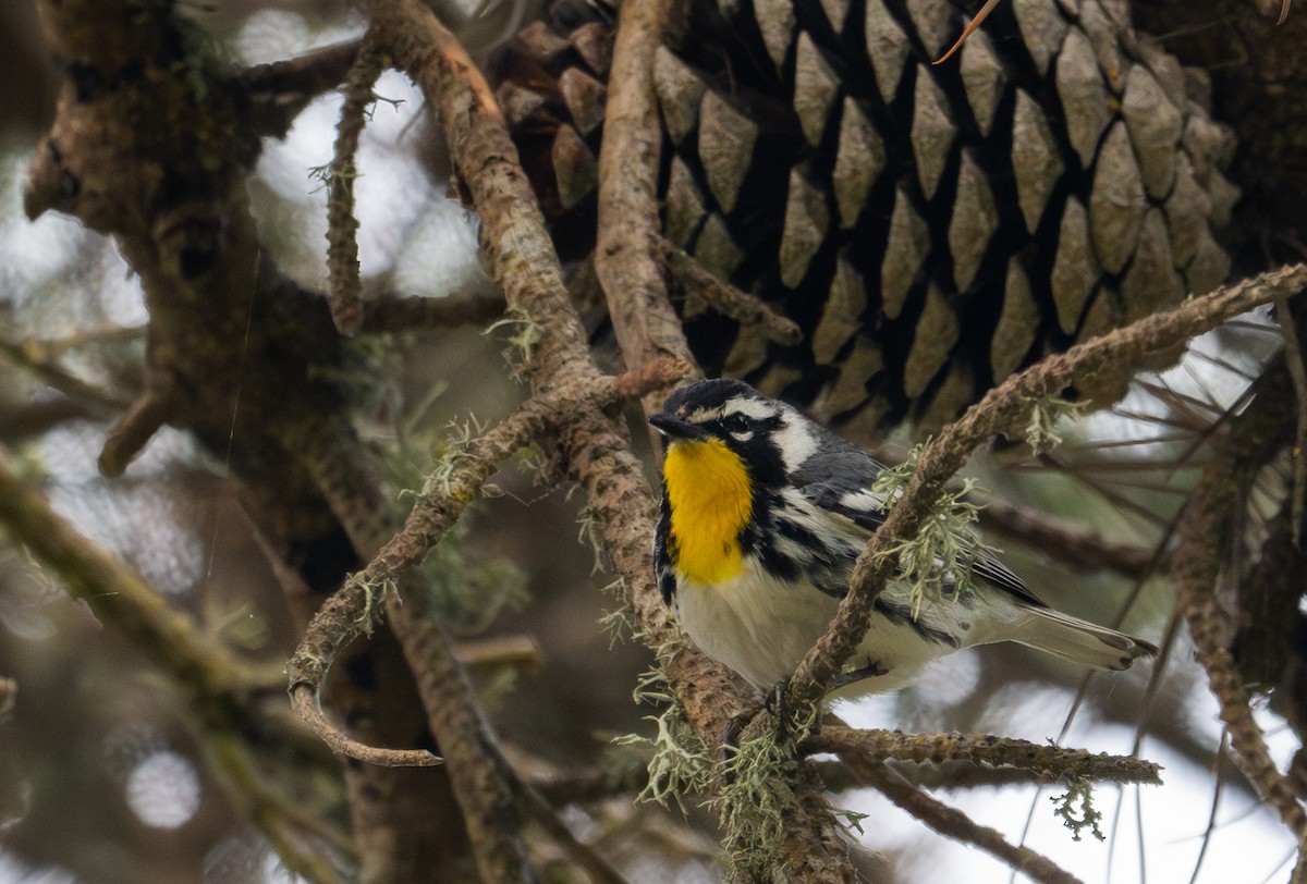 Yellow-throated Warbler - Herb Elliott