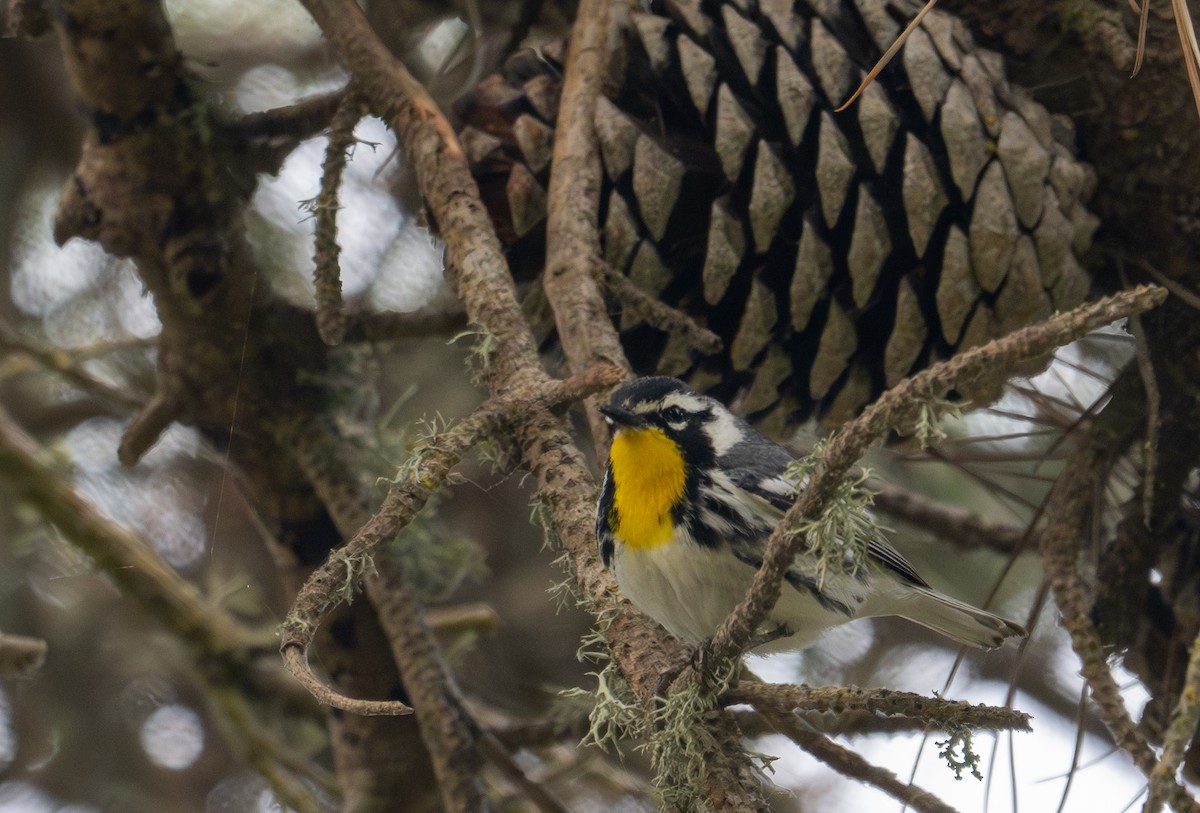 Yellow-throated Warbler - Herb Elliott