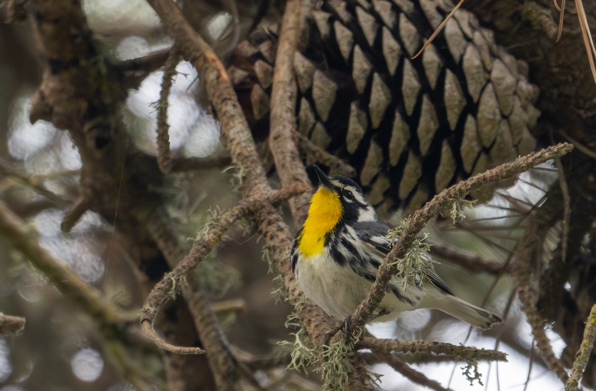 Yellow-throated Warbler - Herb Elliott