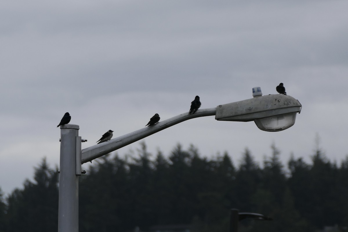 Purple Martin - Lauren Hatch