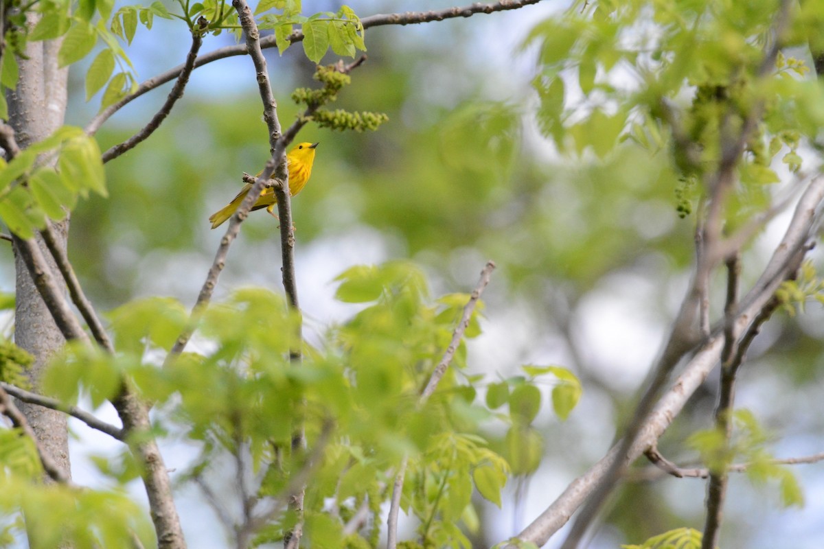 Yellow Warbler - Wes Hoyer