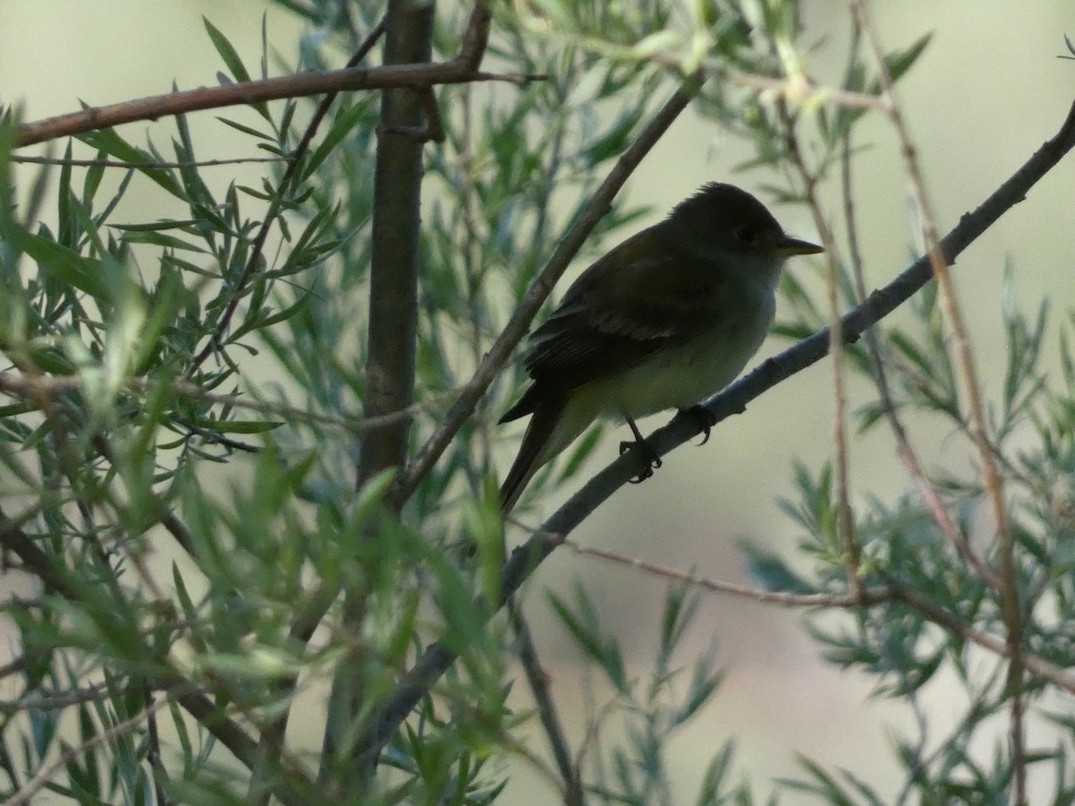 Willow Flycatcher - Roberto Macay