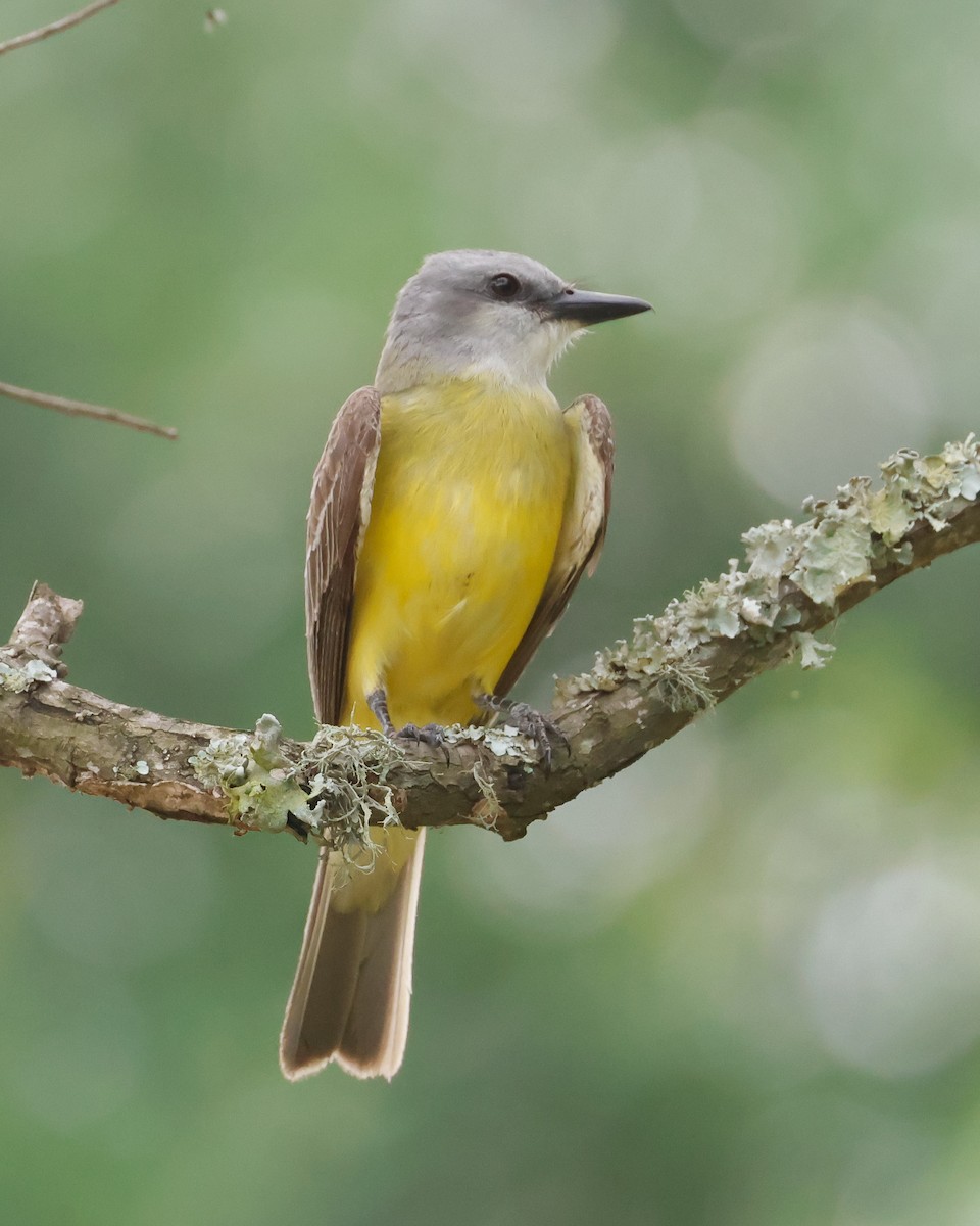 Couch's Kingbird - ML619545822