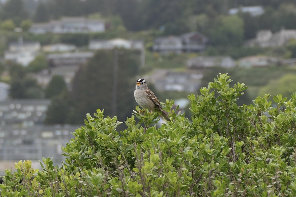 White-crowned Sparrow - Lauren Hatch