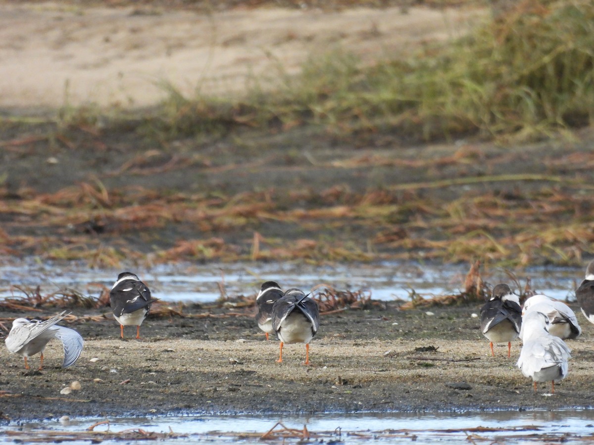 Black Skimmer - Marta (Martuli) 🦩🦉🦆 Martínez