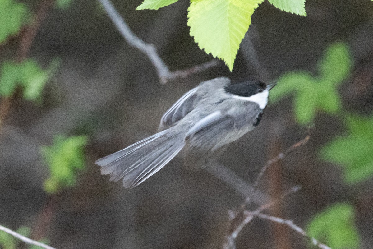 Black-capped Chickadee - John Reynolds