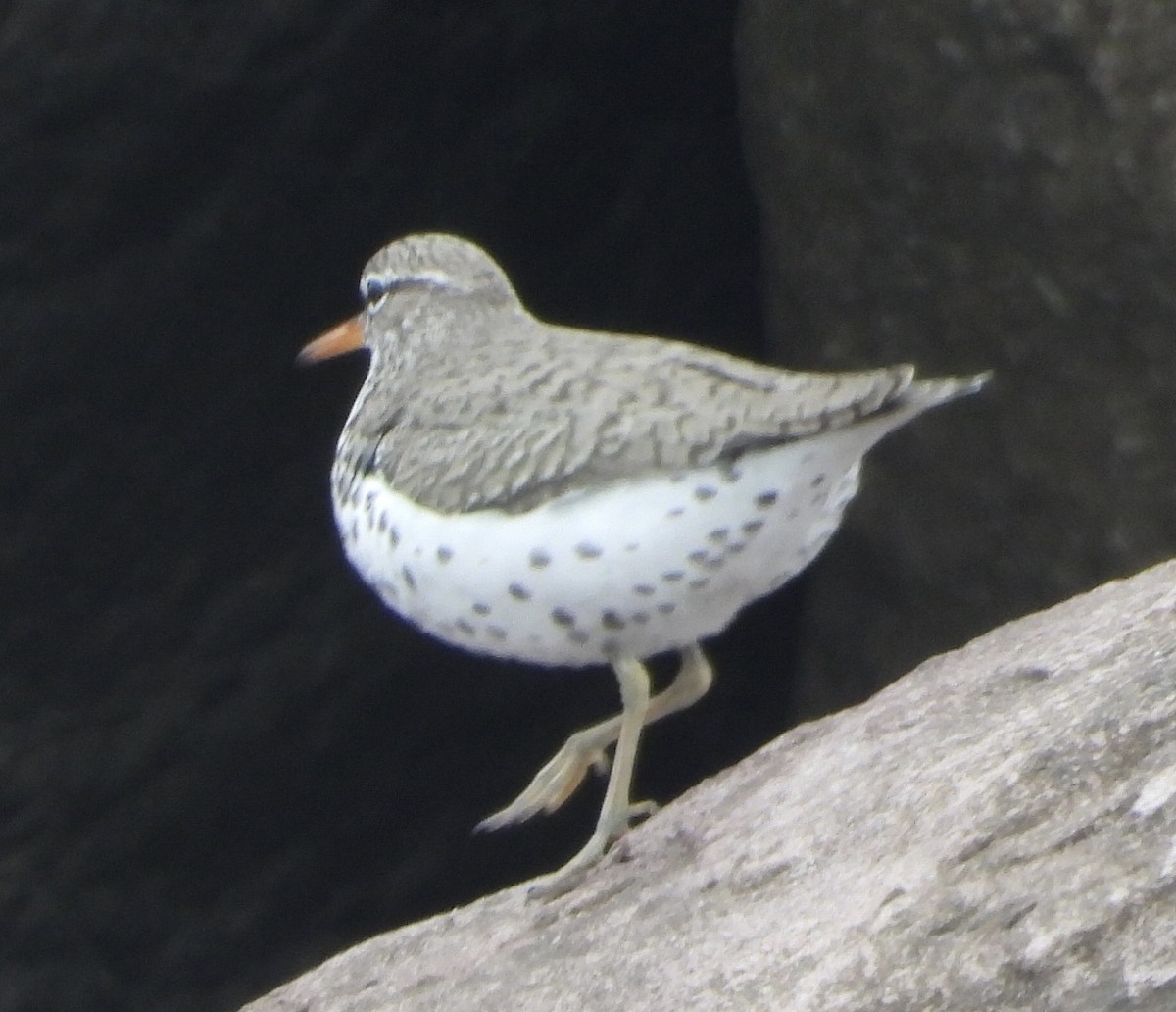 Spotted Sandpiper - ML619545832