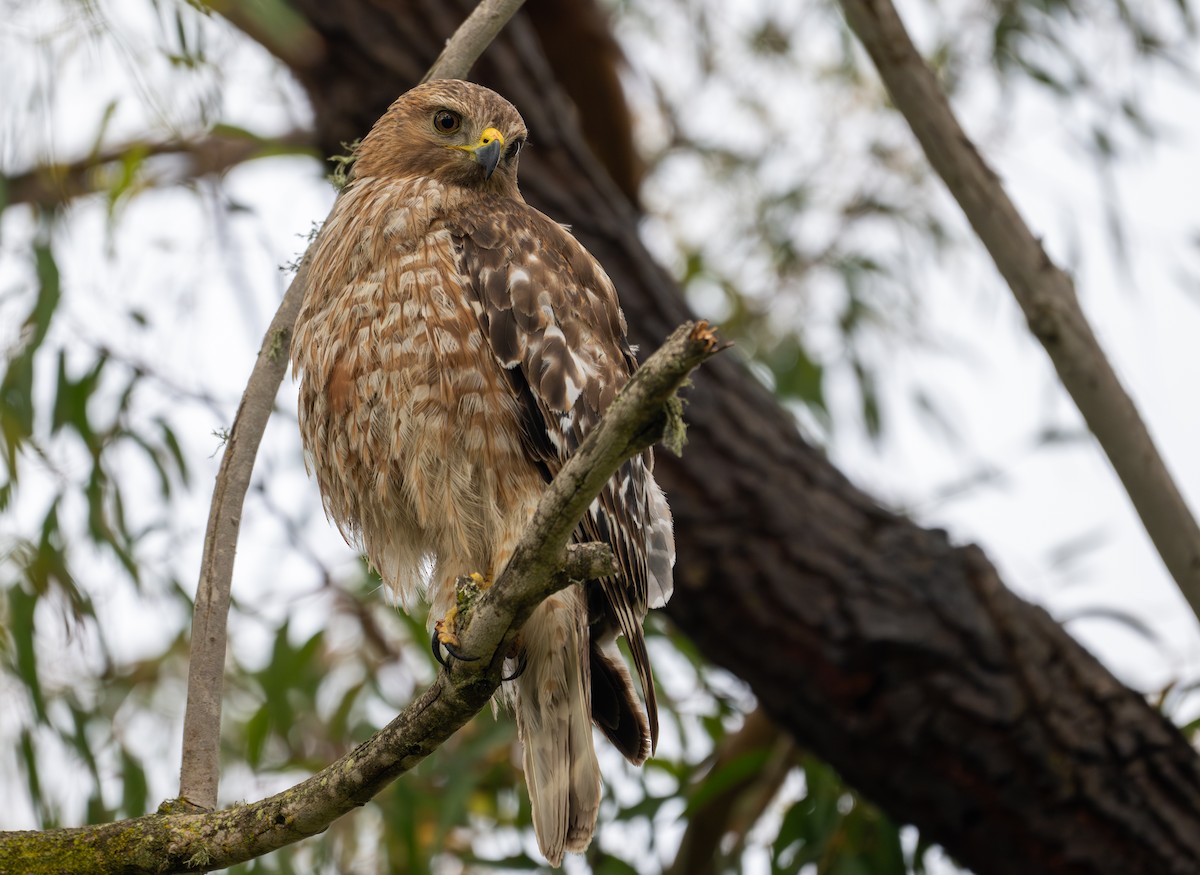 Red-shouldered Hawk - Herb Elliott