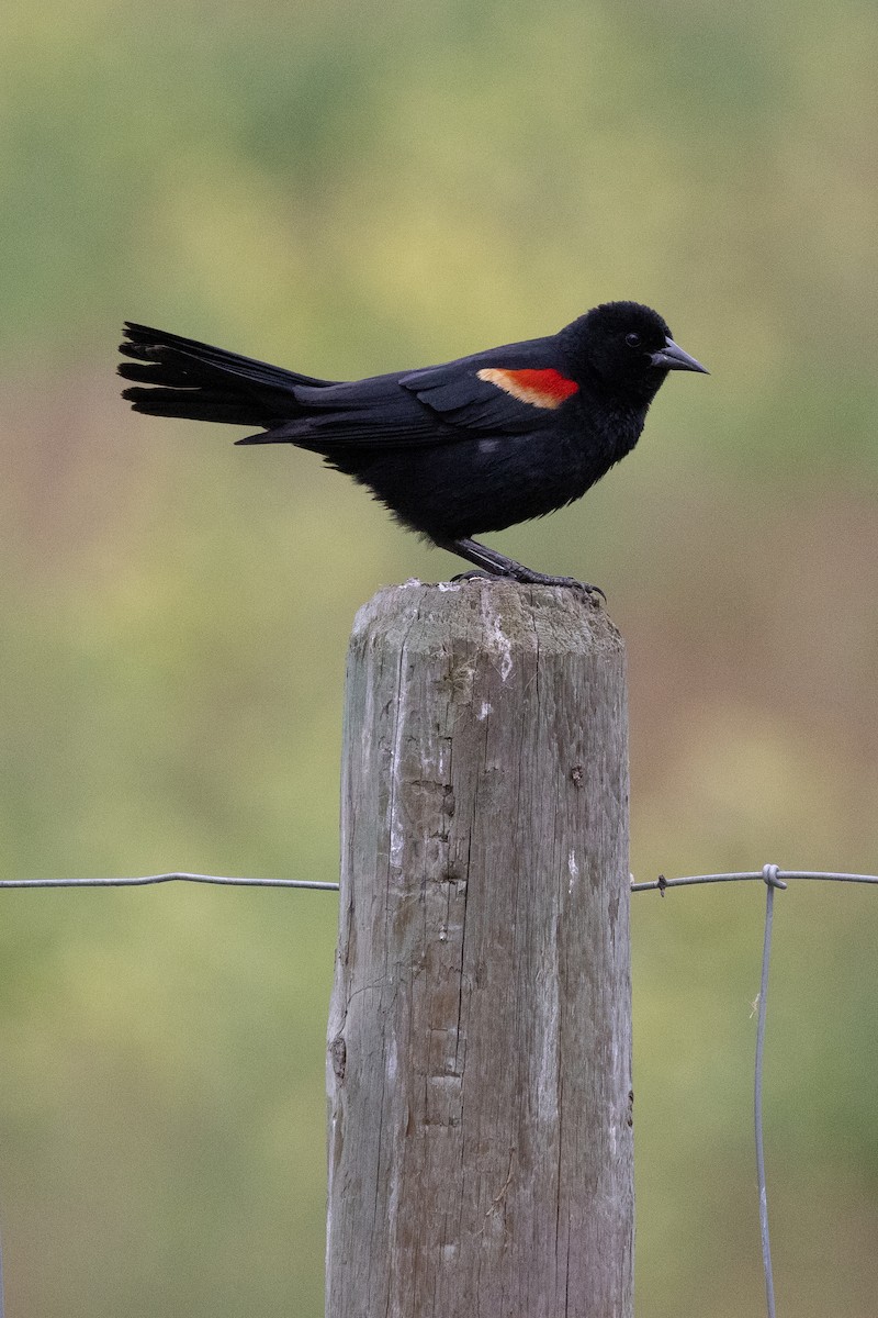 Red-winged Blackbird - John Reynolds