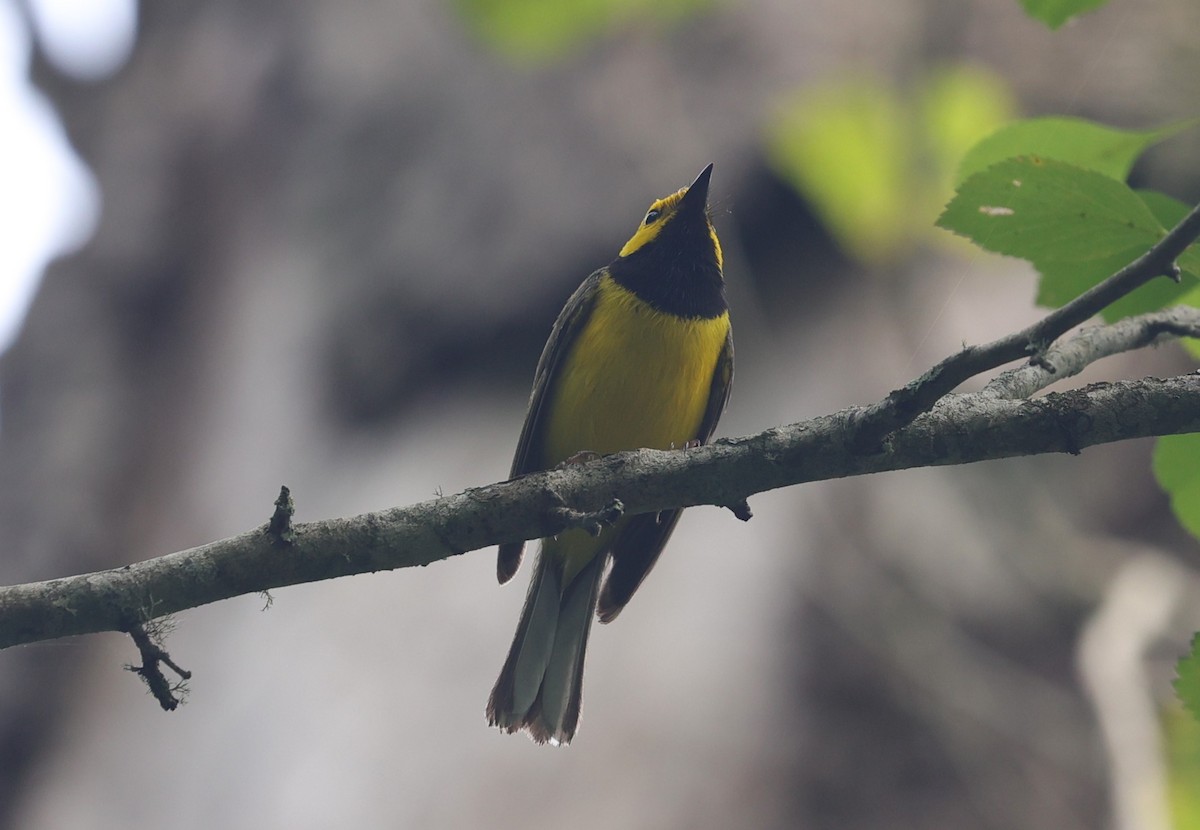 Hooded Warbler - Margareta Wieser