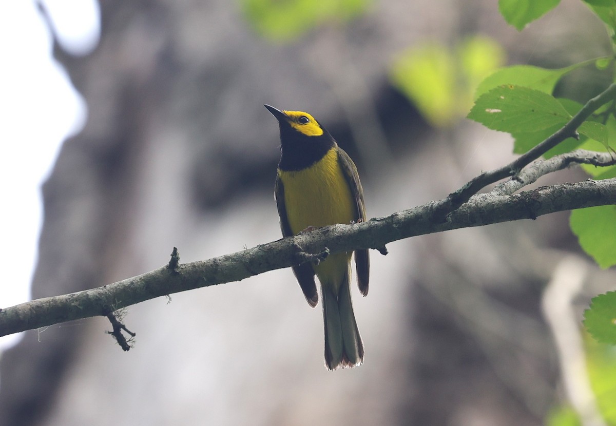 Hooded Warbler - Margareta Wieser