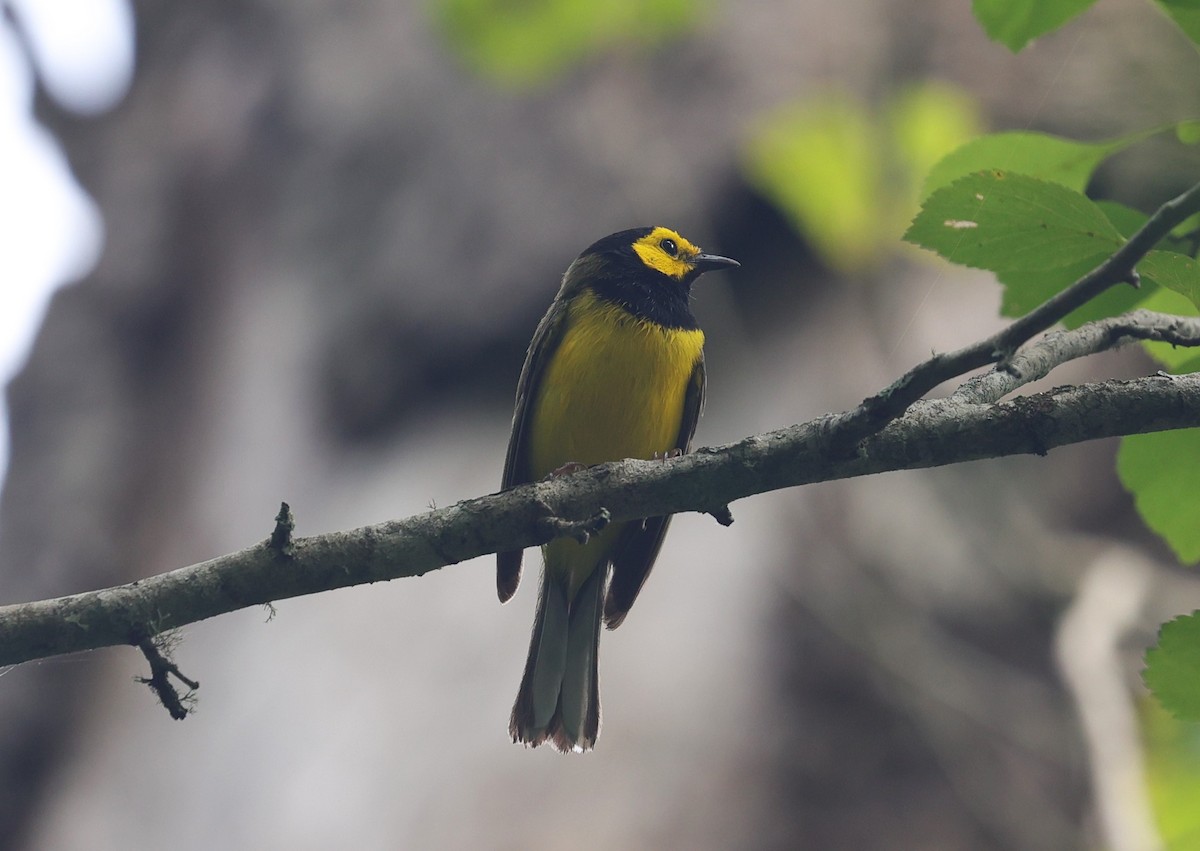 Hooded Warbler - Margareta Wieser