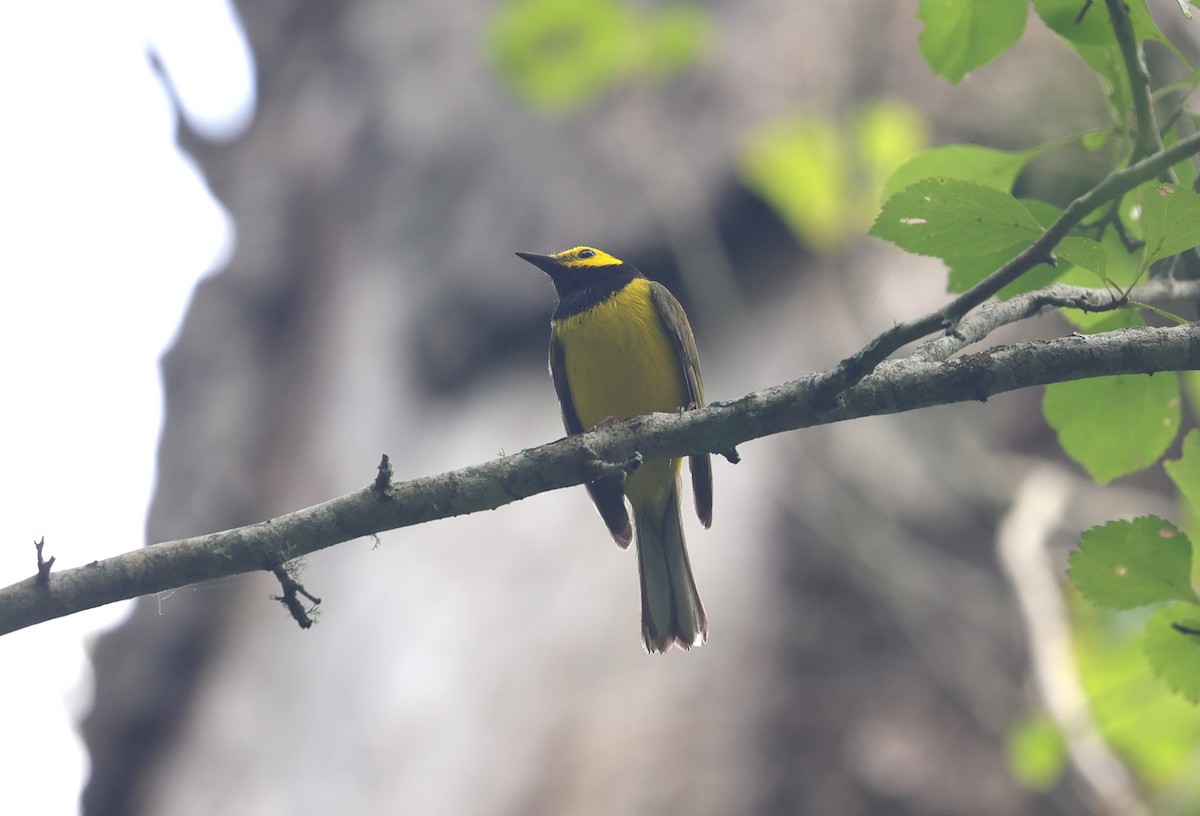 Hooded Warbler - Margareta Wieser