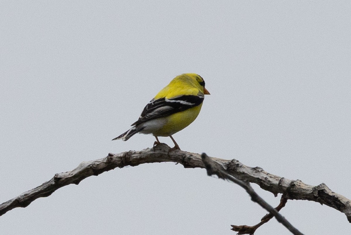 American Goldfinch - John Reynolds