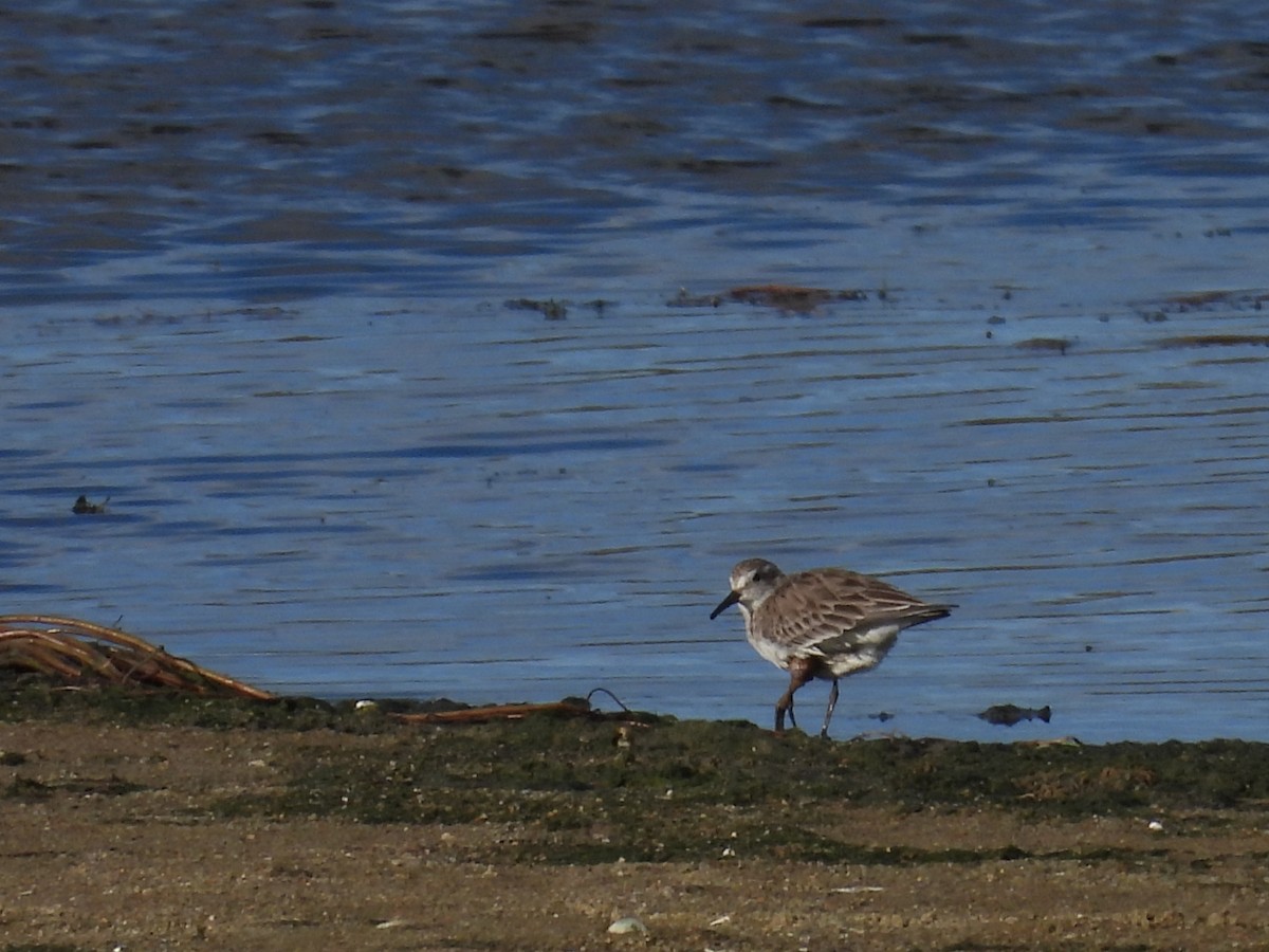 White-rumped Sandpiper - Marta (Martuli) 🦩🦉🦆 Martínez