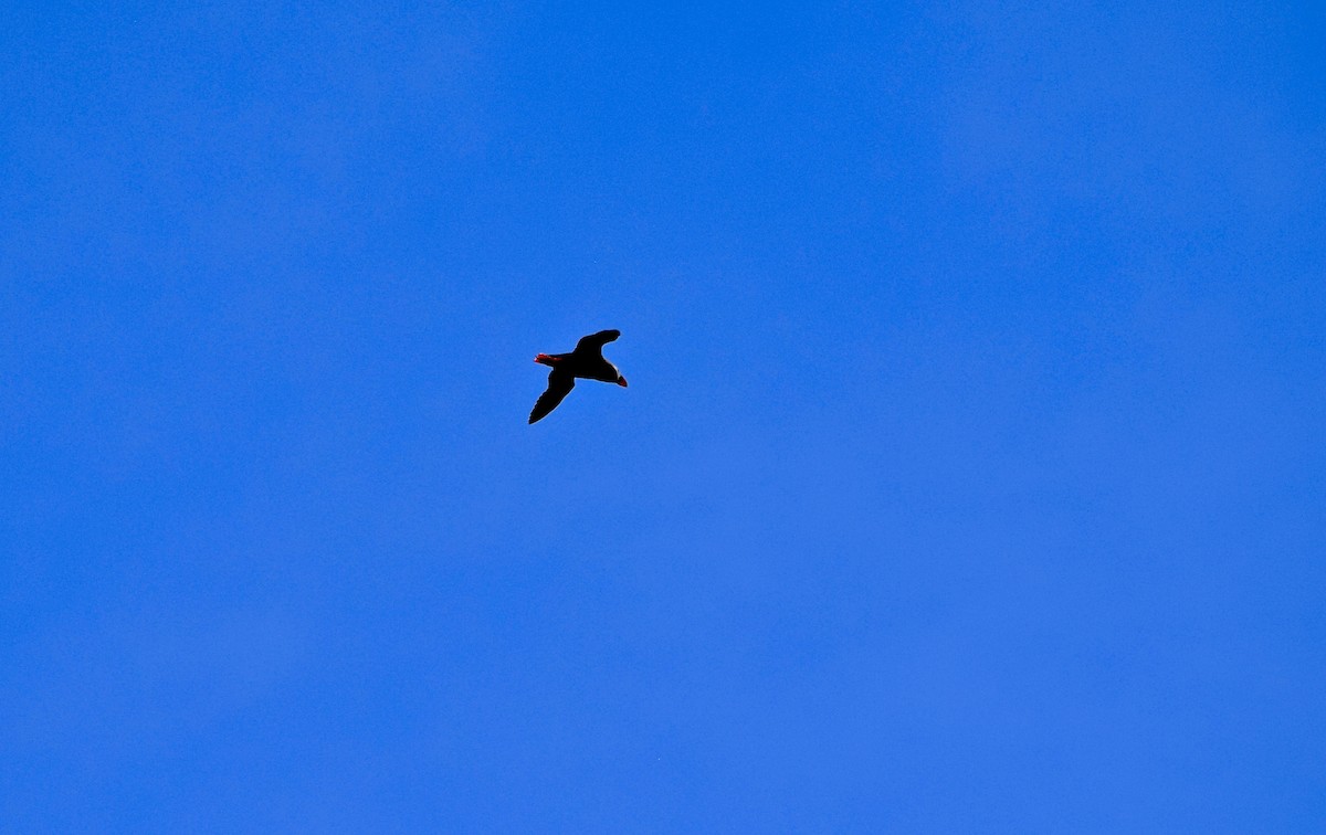 Tufted Puffin - ML619545849