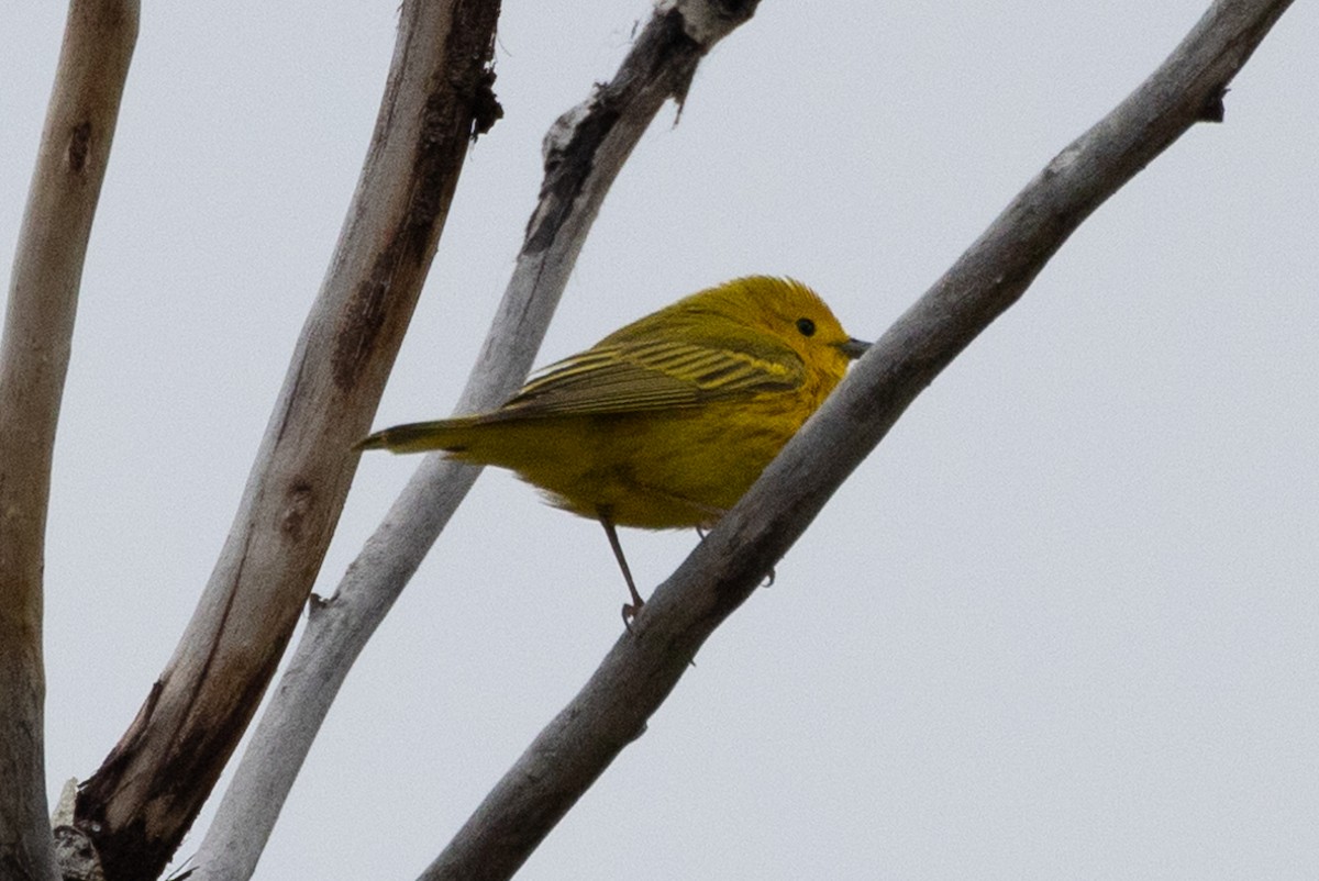 Yellow Warbler - John Reynolds