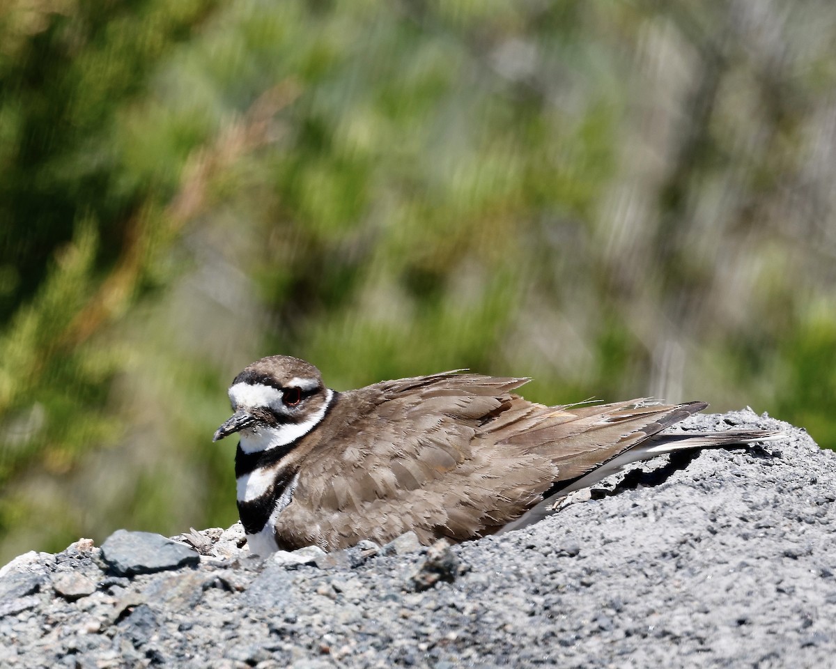 Killdeer - Cate Hopkinson