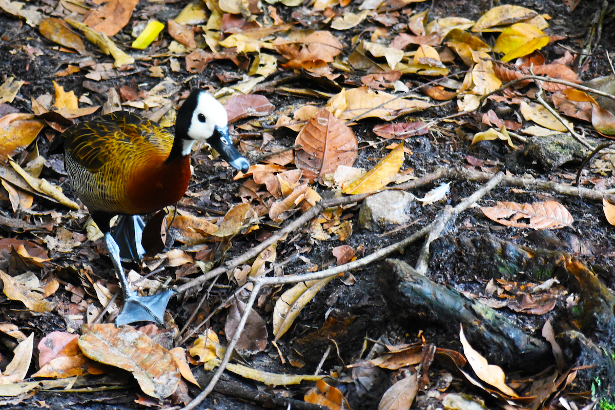 White-faced Whistling-Duck - ML619545864