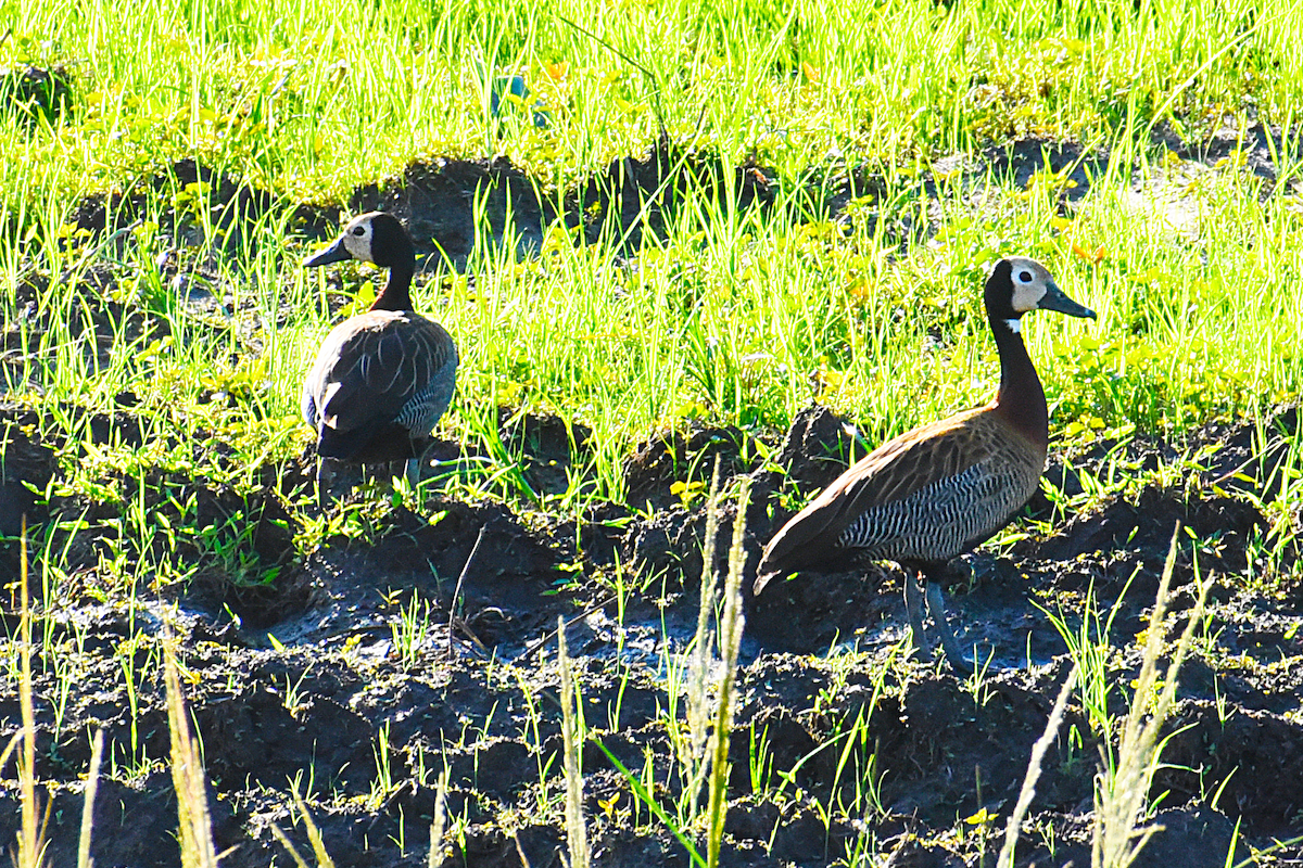 White-faced Whistling-Duck - Ricardo Gómez Samaniego