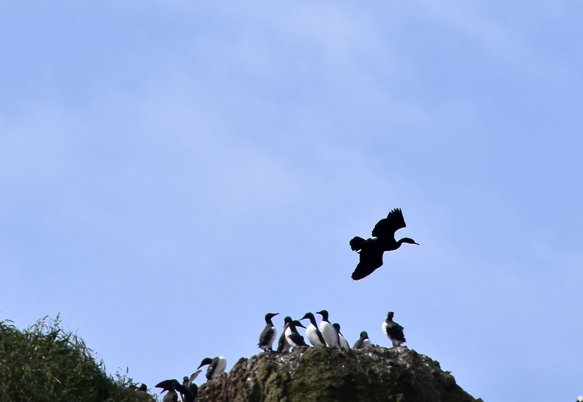 Double-crested Cormorant - Daniel Edwards