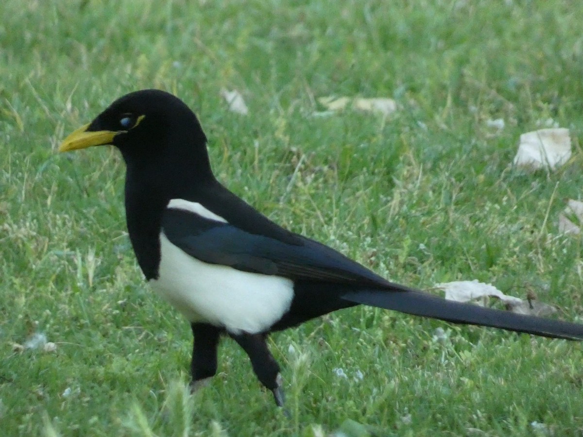 Yellow-billed Magpie - Roberto Macay