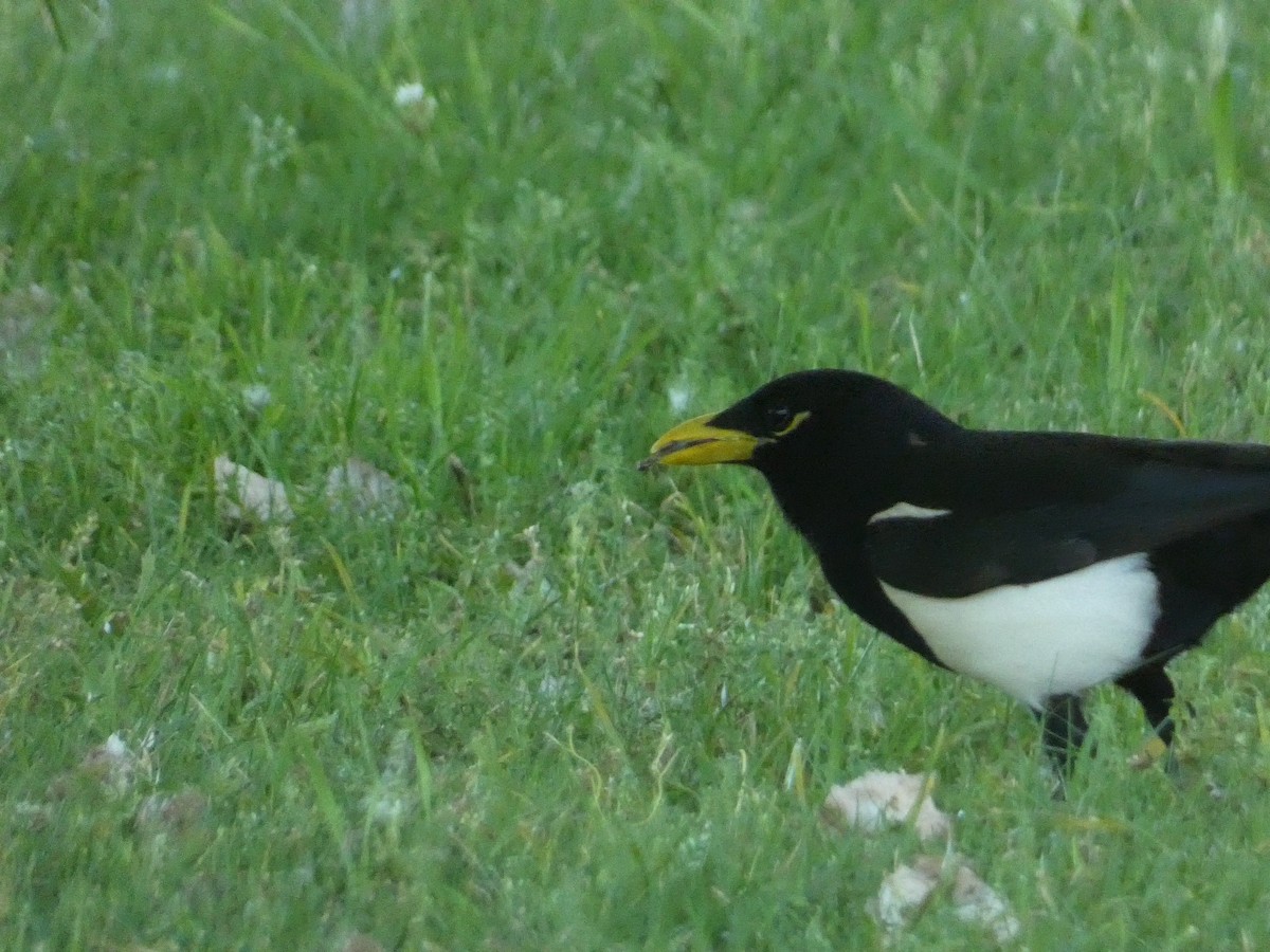 Yellow-billed Magpie - ML619545878