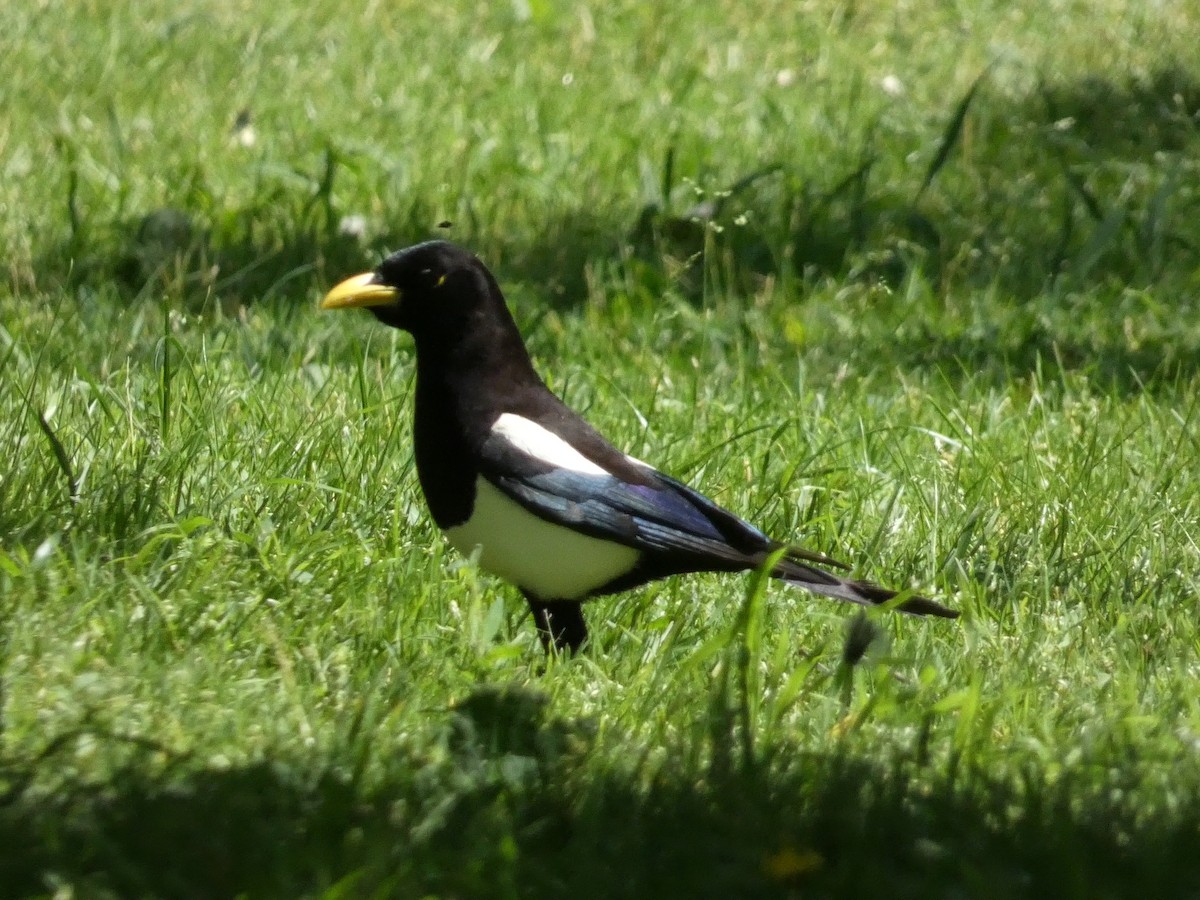 Yellow-billed Magpie - Roberto Macay