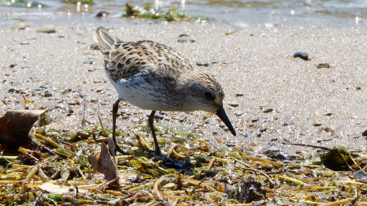 Semipalmated Sandpiper - Bob Scheidt